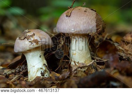 Small Gassy Webcap, Cortinarius Traganus, Poisonous Mushrooms In Forest Close-up, Selective Focus, S