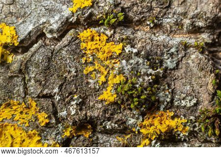 Detail Of The Bark Of A Tree On Which Lichen Grows