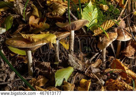 Gymnopus Hariolorum Mushrooms On The Old Stump