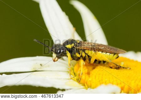 Natural Closeup On A Colorful Yellow Sawlfy,tenthredo Notha Sitting On A Yellow , White Flower