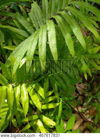 fern leaves of plants that are commonly found in the wild