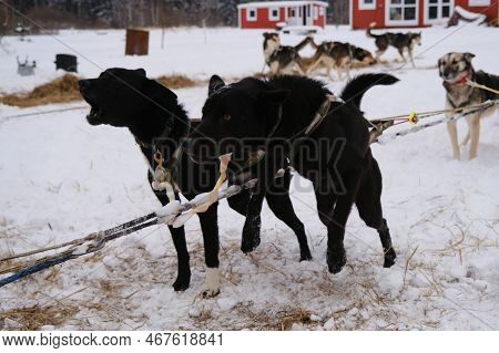 Alaskan Huskies Strong And Hardy Sled Dogs. One Dog Barks Other Jumps. Two Black Mixed Breed Dogs Sp