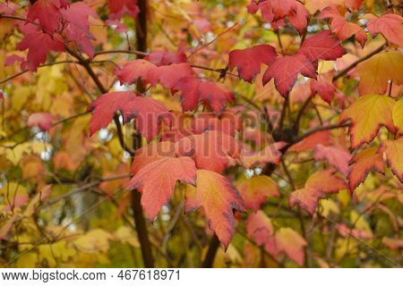 Three Lobed Red Leaves Of Viburnum Opulus In Mid November