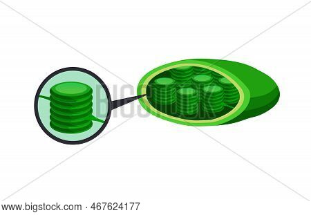 Biological Process Photosynthesis Composition With Light Energy Conversion Calvin Cycle Plants Cellu