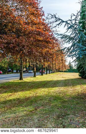 Autumn Trees Line A Streeet In Seatac, Washington.