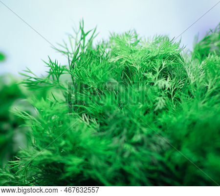 Close Up. Fresh Dill On The Table.