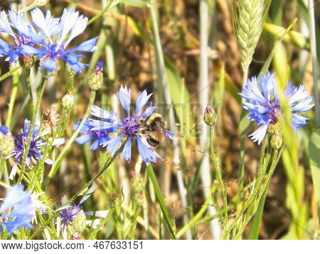Close Up Of Bumblebee On Iris Flower. Summer Nature Concept.