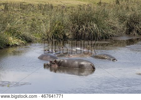 A Bloat Of Hippopotami In A Natural Pond In Ngorongoro Crater, Tanzania, On A Sunny Day.