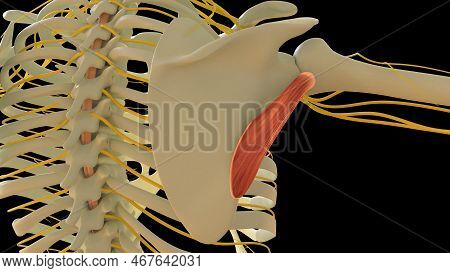 Teres Minor Muscle Anatomy For Medical Concept 3d Illustration