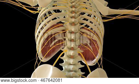 Diaphragm Muscle Anatomy For Medical Concept 3d Illustration