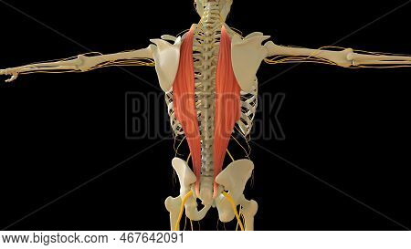Ilcostal Muscle Anatomy For Medical Concept 3d Illustration