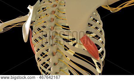 Serratus Anterior Muscle Anatomy For Medical Concept 3d Illustration