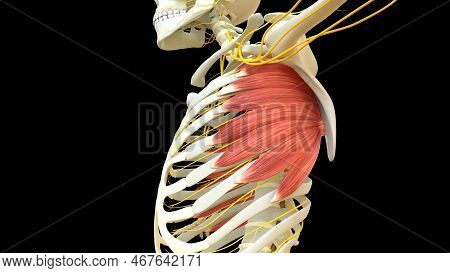 Serratus Anterior Muscle Anatomy For Medical Concept 3d Illustration