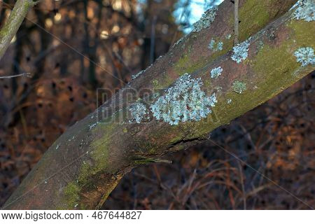 Trunk Of Exochorda Korolkowii In Autumn. Exochorda Alberti Is A Species Of Rose Bush Native To Asia.
