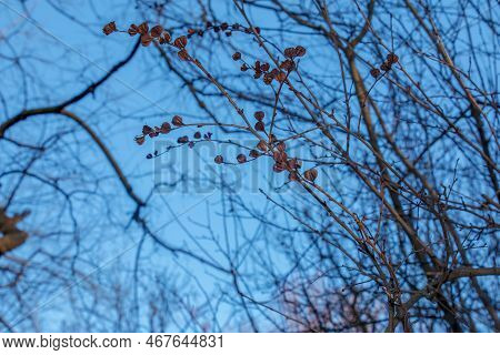 Seeds Of Exochorda Korolkowii In Autumn Against A Blue Sky. Exochorda Albertii Is A Species Of Rose