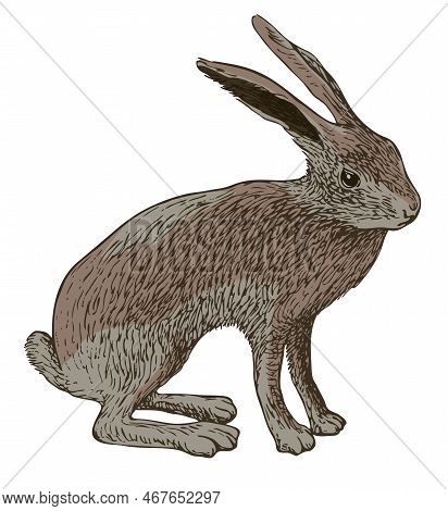 Vector Realistic Drawing Sketch Wild A Hare Tolai
