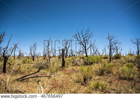 Bare Trees From Forest Fire Across Weatherill Mesa In Mesa Verde National Park