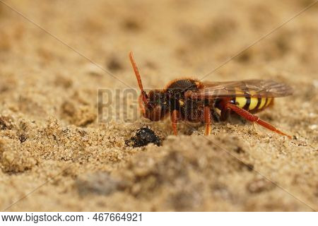 Closeup On A Colorful Red And Yellow Female Lathubry's Nomad Bee, Nomada Lathburiana Sitting In The 