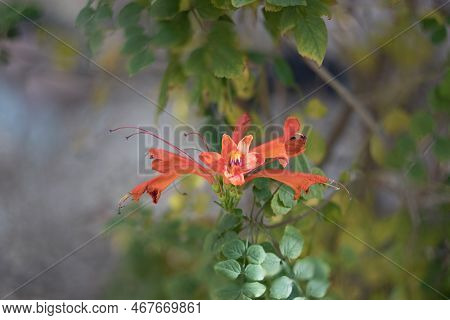 Closeup Of Flowering Arizona Honeysuckle Shrub In Winter; Shallow Depth Of Field, Dreamy Smooth Boke