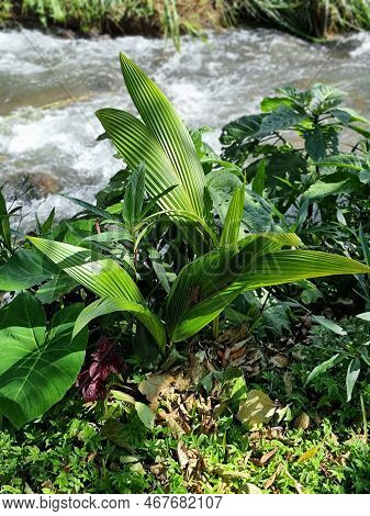 Costa Rica, Molineria Capitulata Also Known As Palm Grass On The Banks Of A Creek