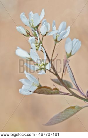 Natural Closeup On A White Flowering Amelanchier Lamarckii In The Garden
