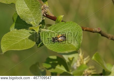 Natural Closeup On A Female Mellow Miner Solitary Bee Andrena Mitis Loade With Pollen On A Willow, S
