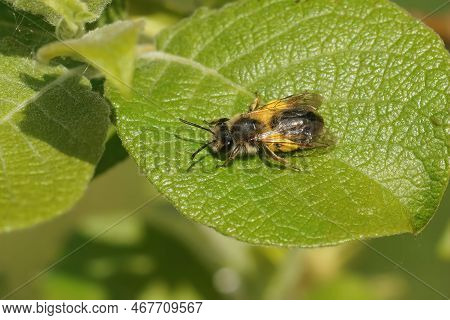 Natural Closeup On A Female Mellow Miner Solitary Bee Andrena Mitis Loade With Pollen On A Willow, S