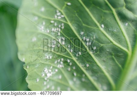 Whitefly Aleyrodes Proletella Agricultural Pest On Cabbage Leaf.