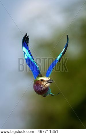 Lilac-breasted Roller Flies Raising Wings In V-shape