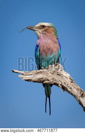 Lilac-breasted Roller Holds Dead Insect On Branch