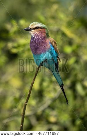 Lilac-breasted Roller Watches Camera From Thin Branch