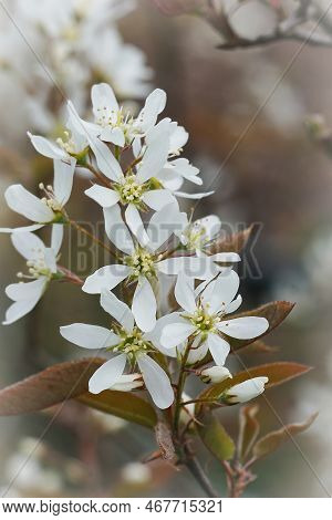 Natural Closeup On A White Flowering Amelanchier Lamarckii In The Garden