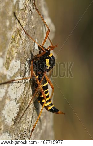 Natural Closeup Of A Colorful Crane Fly, Ctenophora Flaveolata, Sitting On A Tree-trunk