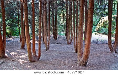 Bare Forest With No Undergrowth Plants
