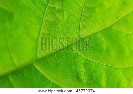 Frische Dreen Blatt Textur Makro Nahaufnahme