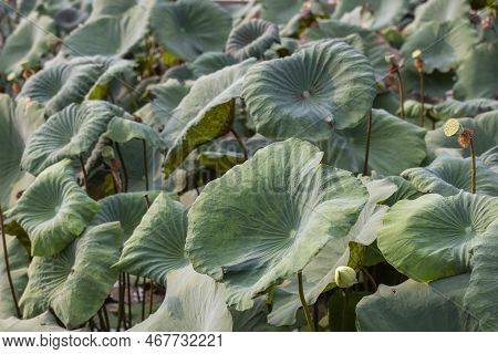Thailand Amphawa Lotus Plant