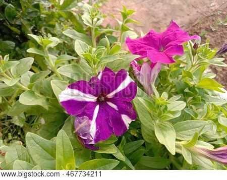 Violet Colored Surfinia Flower On Tree In Farm For Harvest