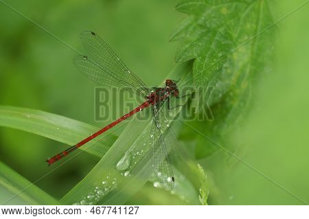 Natural Closeup On A Colorful Large Red Damselfly, Phyrrosoma Nymphula, On Waterdrop Covered Grass