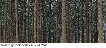 A Planted Spruce Forest Is Dusted With A Freash Coating Of Snow, Dupage County, Illinois