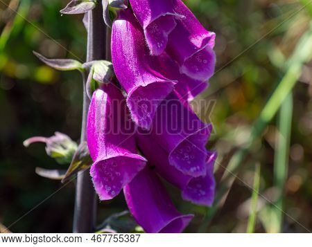 Inflorescence Of Purple Foxglove Flowers Close-up. Beautiful Purple Flowers. Digitalis Is A Genus Of