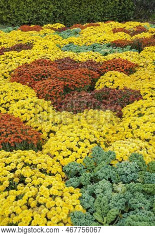 Mums Fill The Garden Borders At Cantigny Gardens, Dupage County, Il
