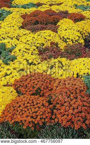 Mums Fill The Garden Borders At Cantigny Gardens, Dupage County, Il