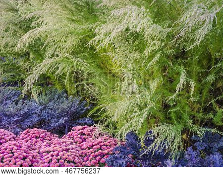 A Still Green Feather Shrub , Mums And Kale Create A Colorful Pattern Along A Path In Early Autumn A