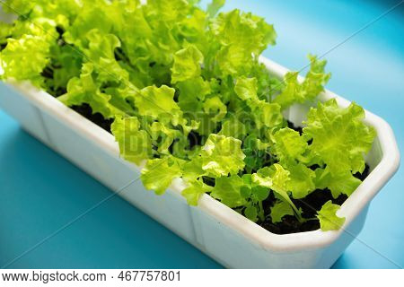 Fresh Green Lettuce Leaves In The Home Garden By The Window On A Sunny Day. Lettuce Sprouts In The G