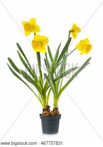 Narcissus Jonquilla In Front Of White Background