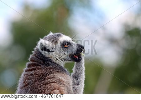 A Ring Tailed Lemur Chewing On A Piece Of Food