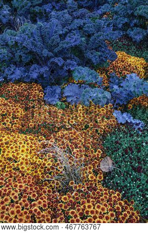 Mums Ad Kale Fill A Garden At A Park, Dupage County, Illinois