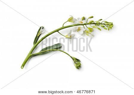 Twig of Kai Lan flowers on white background