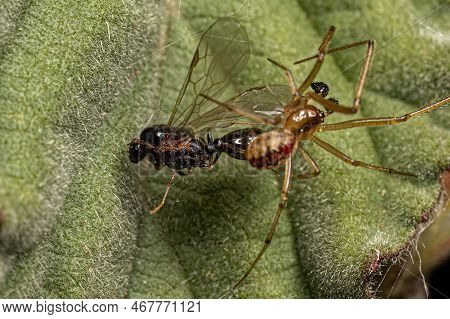 Small Male Cobweb Spider Of The Family Theridiidae Preying On A Male Adult Myrmicine Ant Of The Subf
