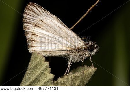 Adult Checkered Skipper Of The Genus Heliopetes